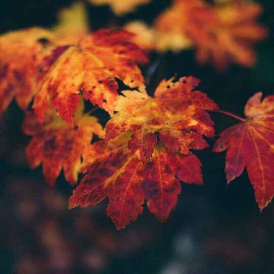 autumn