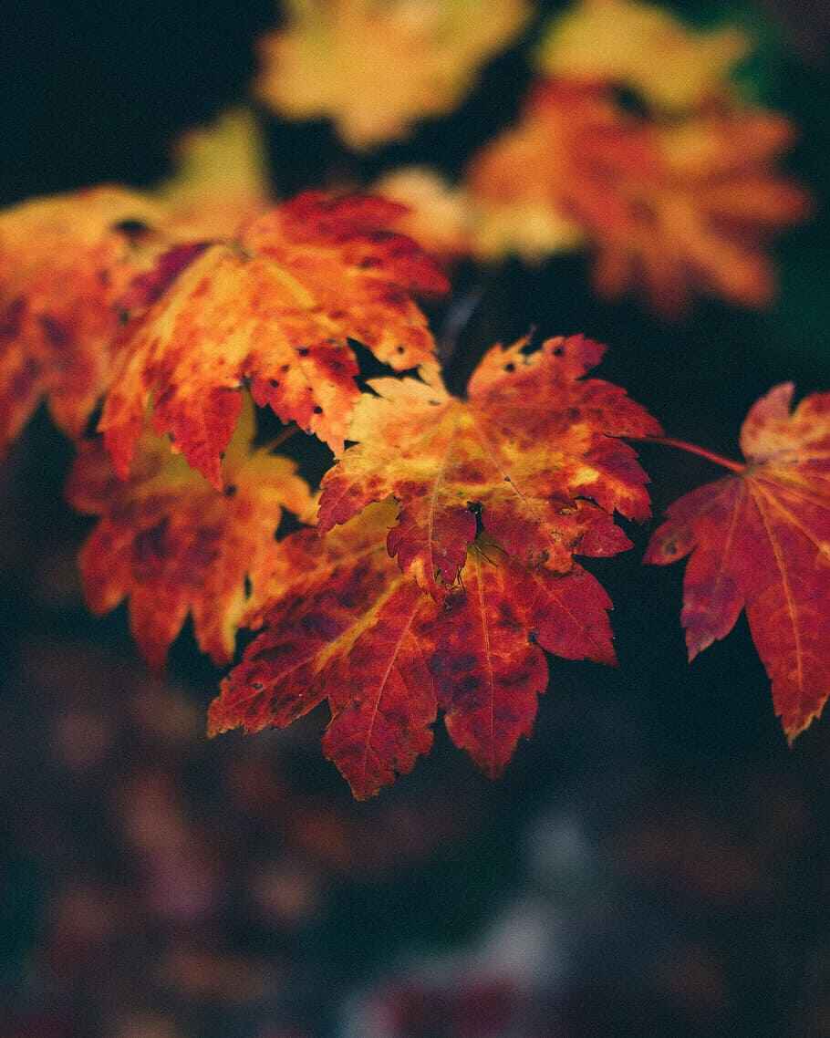 autumn